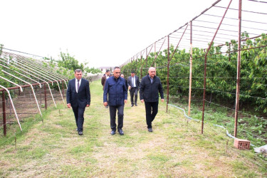Goranboyda icra başçısı intensiv bağçılıq təsərrüfatına baxış keçirdi