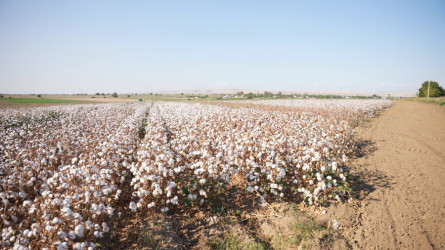 Goranboyda pambıq yığımı sürətlə davam edir