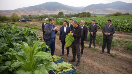 Goranboy rayonunda tütünçülüyün inkişafı və məhsul yığımının gedişi diqqət mərkəzindədir