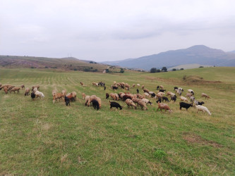 Goranboyda dağlıq ərazidə heyvandarlıqla məşğul olan təsərrüfat sahibləri ilə görüş keçirildi