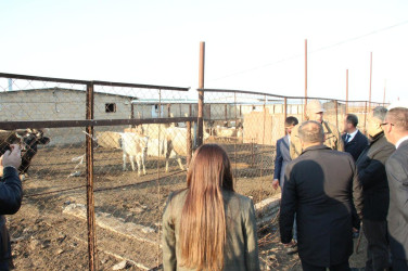 Goranboyda “Qışlaqda bir gün” adlı tədbir keçirildi