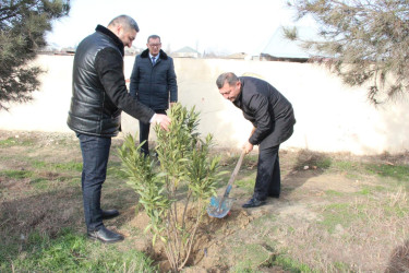 Goranboyda ağacəkmə aksiyası keçirildi