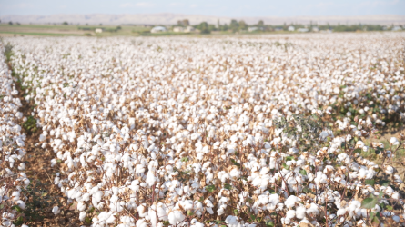 Goranboyda pambıq yığımı sürətlə davam edir