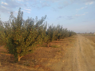 Goranboyda Dövlət proqramından irəli gələn məsələlər uğurla icra olunur