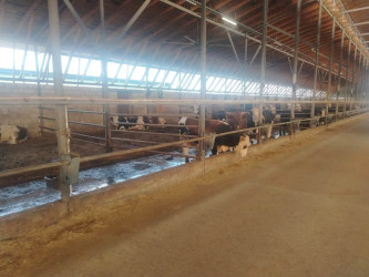 Goranboyda “2026–2030-cu illər üçün Dövlət Proqramı”-nın icrası uğurlu davam edir
