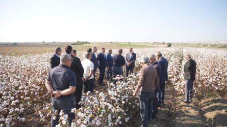 Goranboyda pambıq yığımı sürətlə davam edir