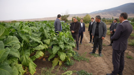 Goranboy rayonunda tütünçülüyün inkişafı və məhsul yığımının gedişi diqqət mərkəzindədir