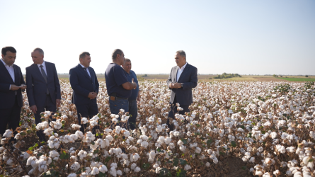 Goranboyda pambıq yığımı sürətlə davam edir