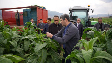 Goranboy rayonunda tütünçülüyün inkişafı və məhsul yığımının gedişi diqqət mərkəzindədir