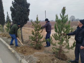 Goranboyun 2026-cı il üçün "Gənclər Paytaxtı" seçilməsi ilə bağlı “Gənclər həftəsi” çərçivəsində ağacəkmə aksiyası keçirildi