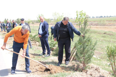 “Yaşıl dünya naminə həmrəylik ili” ilə bağlı, ağacəkmə aksiyası. 2024