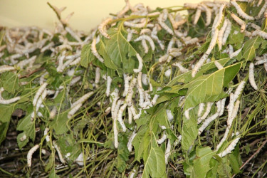 Goranboyda baramaçılığın inkişafı istiqamətində işlər davam etdirilir