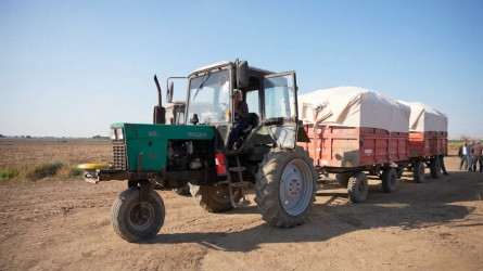 Goranboyda pambıq yığımı sürətlə davam edir