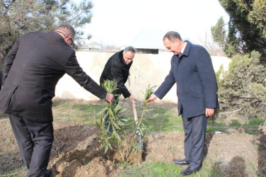 Goranboyda ağacəkmə aksiyası keçirildi