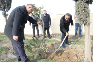 Goranboyda ağacəkmə aksiyası keçirildi