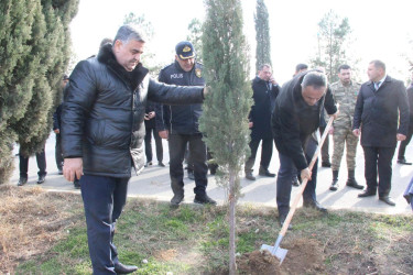 Goranboyda ağacəkmə aksiyası keçirildi