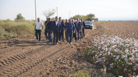 Goranboyda pambıq yığımı sürətlə davam edir