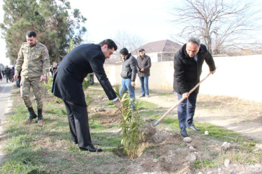 Goranboyda ağacəkmə aksiyası keçirildi