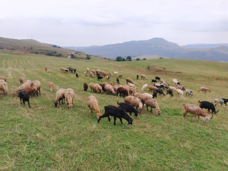 Goranboyda dağlıq ərazidə heyvandarlıqla məşğul olan təsərrüfat sahibləri ilə görüş keçirildi