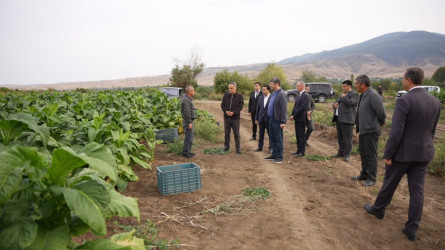 Goranboy rayonunda tütünçülüyün inkişafı və məhsul yığımının gedişi diqqət mərkəzindədir