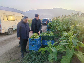 Goranboyda cari məhsul üçün tütün yığımında yüksək nəticə gözlənilir