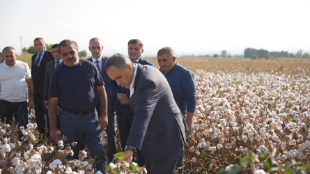 Goranboyda pambıq yığımı sürətlə davam edir