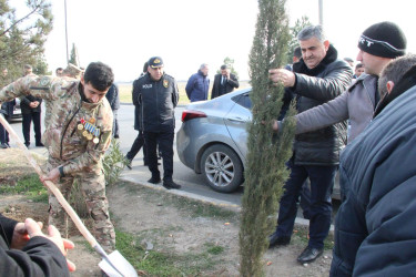 Goranboyda ağacəkmə aksiyası keçirildi