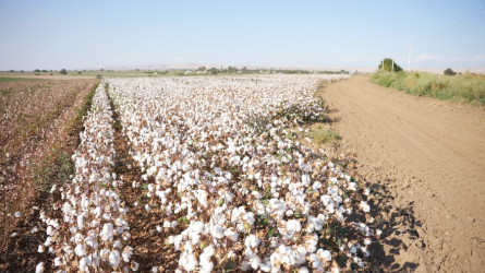 Goranboyda pambıq yığımı sürətlə davam edir