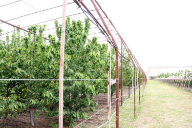 Goranboyda icra başçısı intensiv bağçılıq təsərrüfatına baxış keçirdi