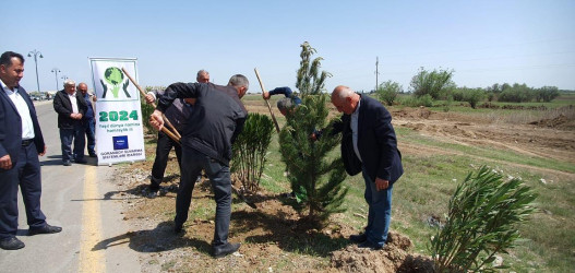 “Yaşıl dünya naminə həmrəylik ili” ilə bağlı, ağacəkmə aksiyası. 2024