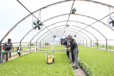 Goranboyda aqrar sektorun aparıcı sahələrindən biri olan tütünçülük inkişaf etdirilir