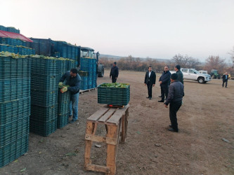Goranboyda cari məhsul üçün tütün yığımında yüksək nəticə gözlənilir