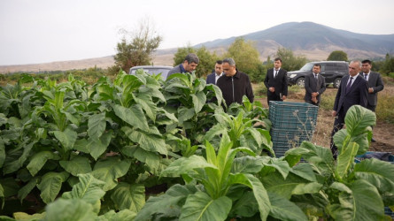 Goranboy rayonunda tütünçülüyün inkişafı və məhsul yığımının gedişi diqqət mərkəzindədir