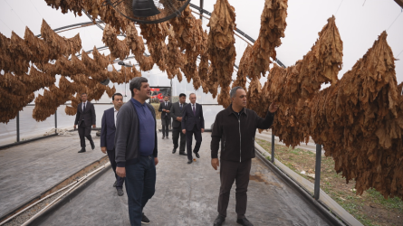 Goranboy rayonunda tütünçülüyün inkişafı və məhsul yığımının gedişi diqqət mərkəzindədir