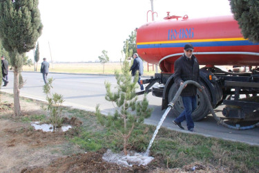 Goranboyda ağacəkmə aksiyası keçirildi