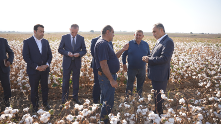 Goranboyda pambıq yığımı sürətlə davam edir