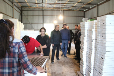 Goranboyda aqrar sektorun aparıcı sahələrindən biri olan tütünçülük inkişaf etdirilir