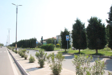 Gülə, çiçəyə bürünən Goranboy