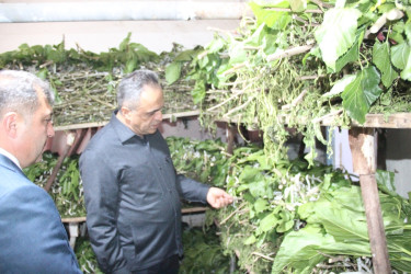 Goranboyda kümçülük təsərrüfatına baxış keçirildi
