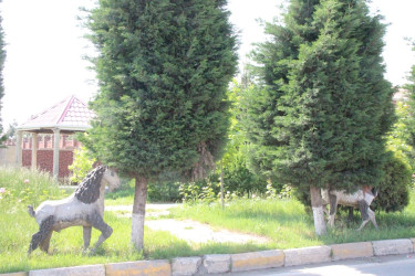 Gülə, çiçəyə bürünən Goranboy