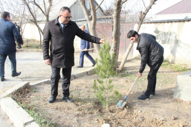 Goranboyda ağacəkmə aksiyası keçirildi